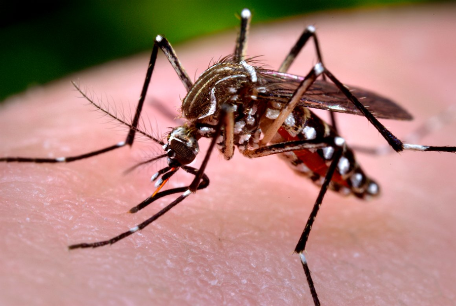 OMS prevê 4 milhões de casos de zika nas Américas em um ano