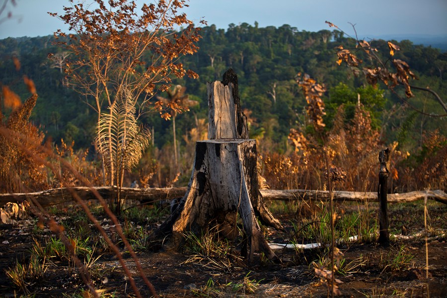 Desmatamento na Amazônia atinge menor nível para fevereiro desde 2016, aponta INPE