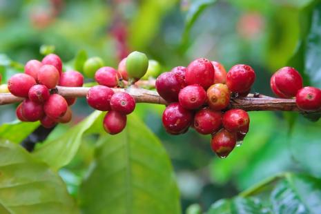 Mais suave, café arábica pode ganhar fatia no consumo no Brasil após  disparada do conilon