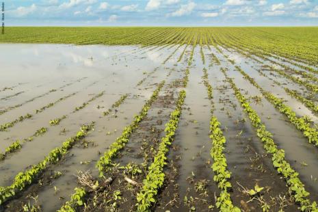 Chuva intensificou daninhas na soja. Químicos e plantio consorciado são  soluções