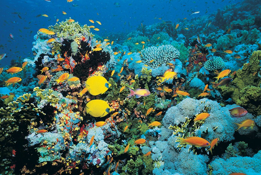 Sistema de coral brasileiro é um dos maiores do mundo; conheça