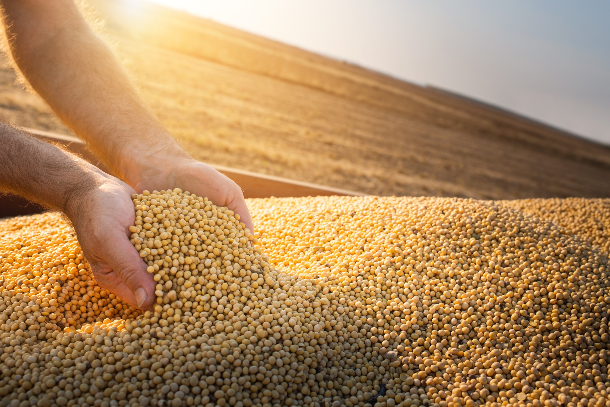 Produção de soja, commodities, agricultura