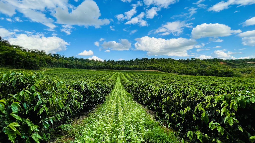 Produtor de café conilon do Brasil tenta recuperar mercado