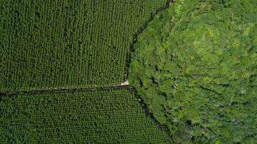 Floresta plantada pela Suzano Papel e Celulose em Mucuri, na Bahia