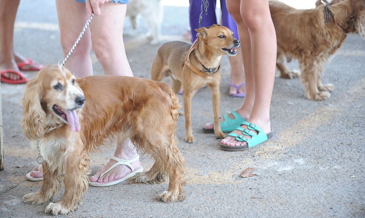 Pets poderão ganhar pensão e status de seres com sentimento em novo Código  Civil