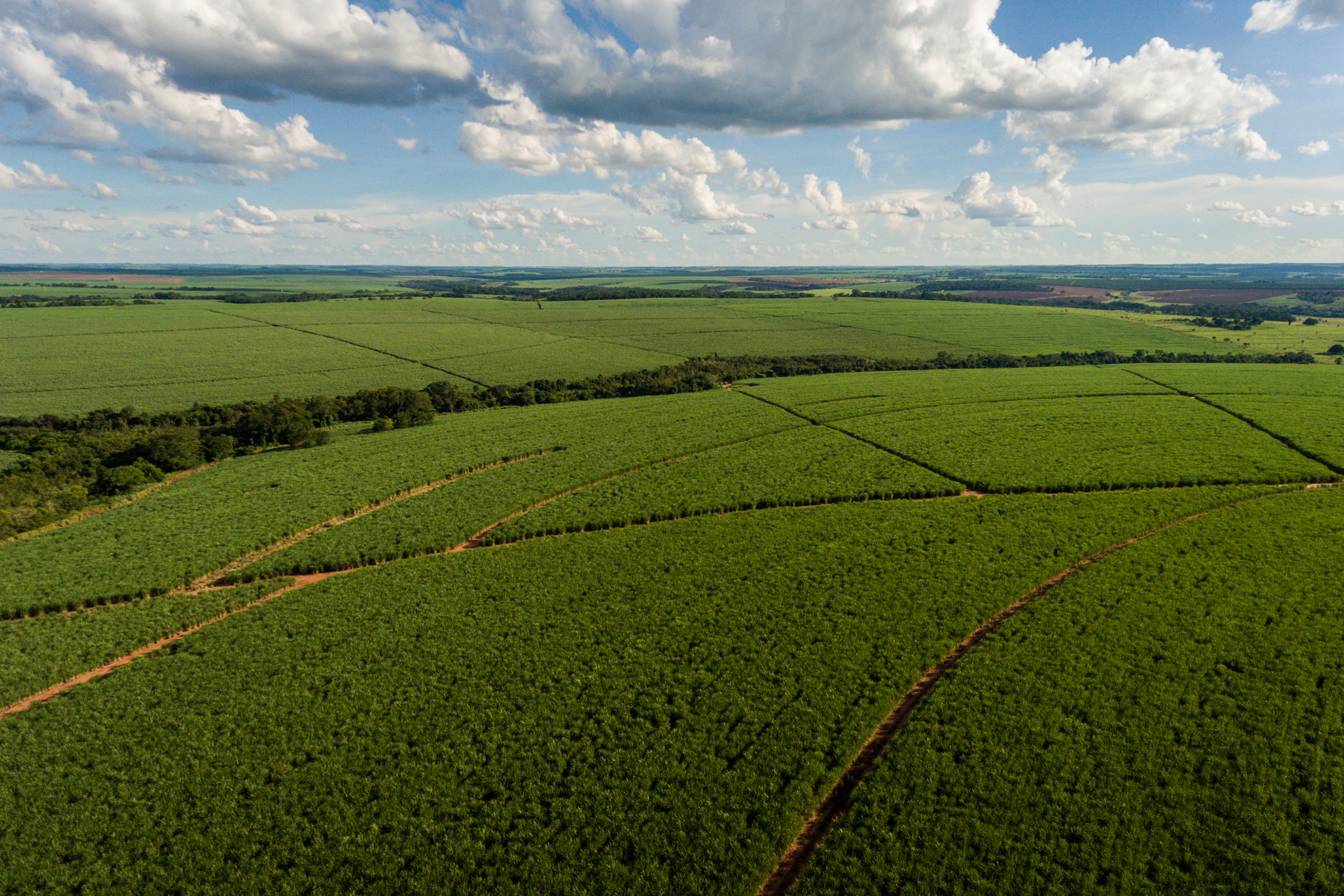 Lucro líquido do CTC cresceu 24% no terceiro trimestre da safra, para R$ 41 milhões