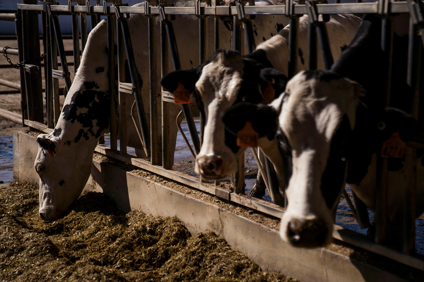 Vírus da Gripe Aviária tem se espalhado por rebanho leiteiro nos Estados Unidos (Foto: Bloomberg)