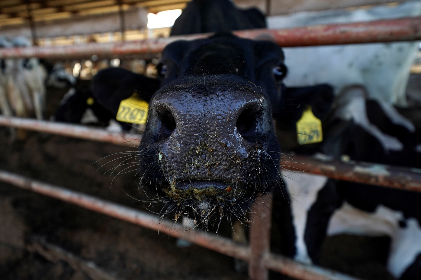 Vaca holandesa em curral de fazenda leiteira em Pixley, na Califórnia (REUTERS/Mike Blake)