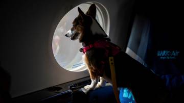 Pet dentro de avião da BARK Air, uma companhia aérea para cães, em aeroporto de Nova York, EUA 21/5/2024 REUTERS/Eduardo Munoz