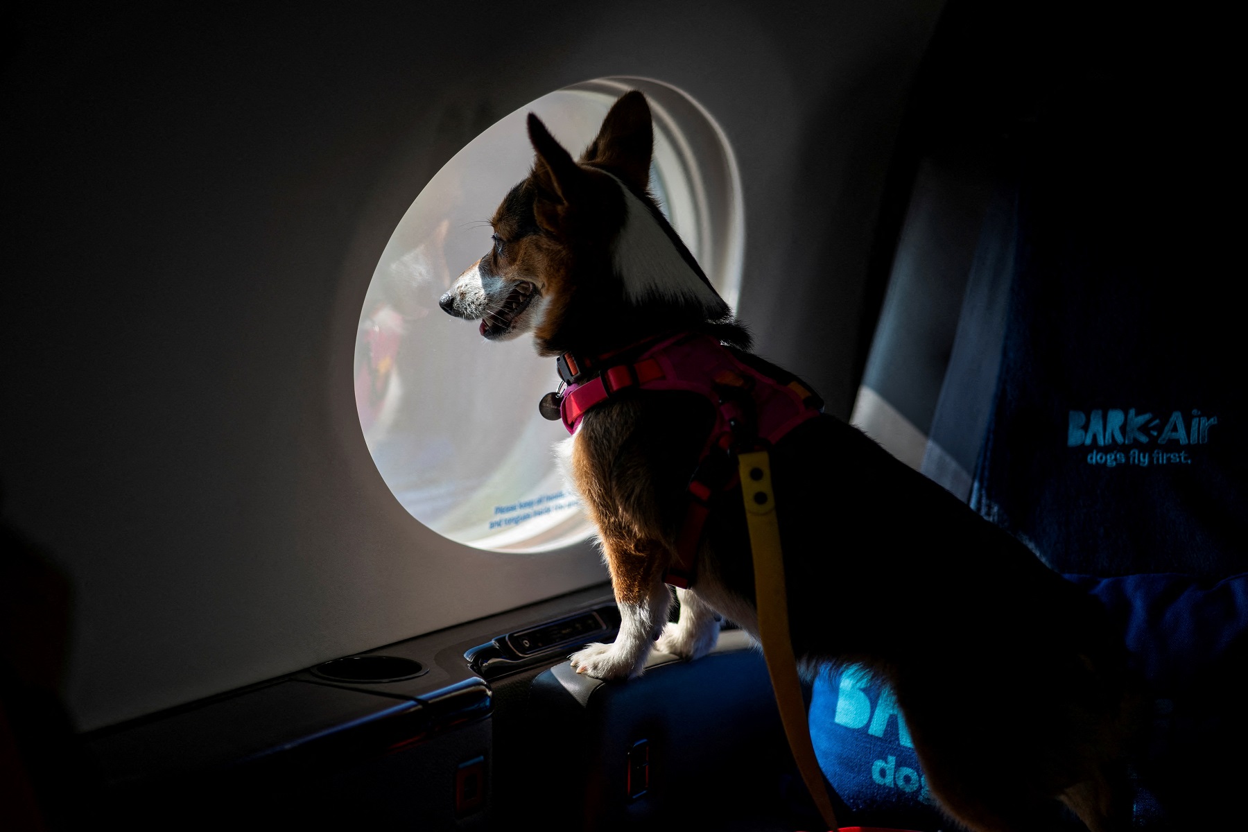 Pet dentro de avião da BARK Air, uma companhia aérea para cães, em aeroporto de Nova York, EUA
21/5/2024 REUTERS/Eduardo Munoz