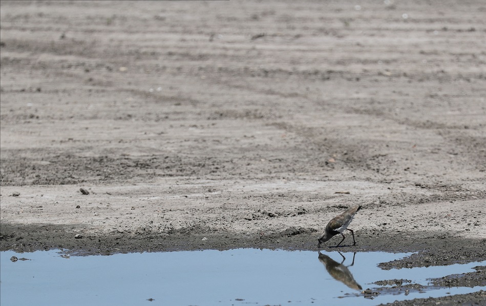 Ave bebe água de poça na lagoa Navarro, seca devido ao fenômeno climático La Niña, em Navarro, província de Buenos Aires, Argentina
05/12/2022
(Foto: REUTERS/Agustin Marcarian/File Photo)