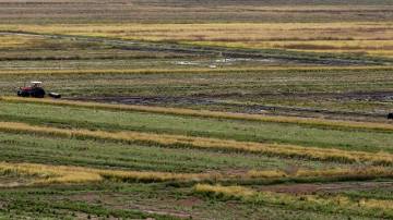 Plantação de arroz em Taubaté (SP) 19/06/2015 REUTERS/Paulo Whitaker