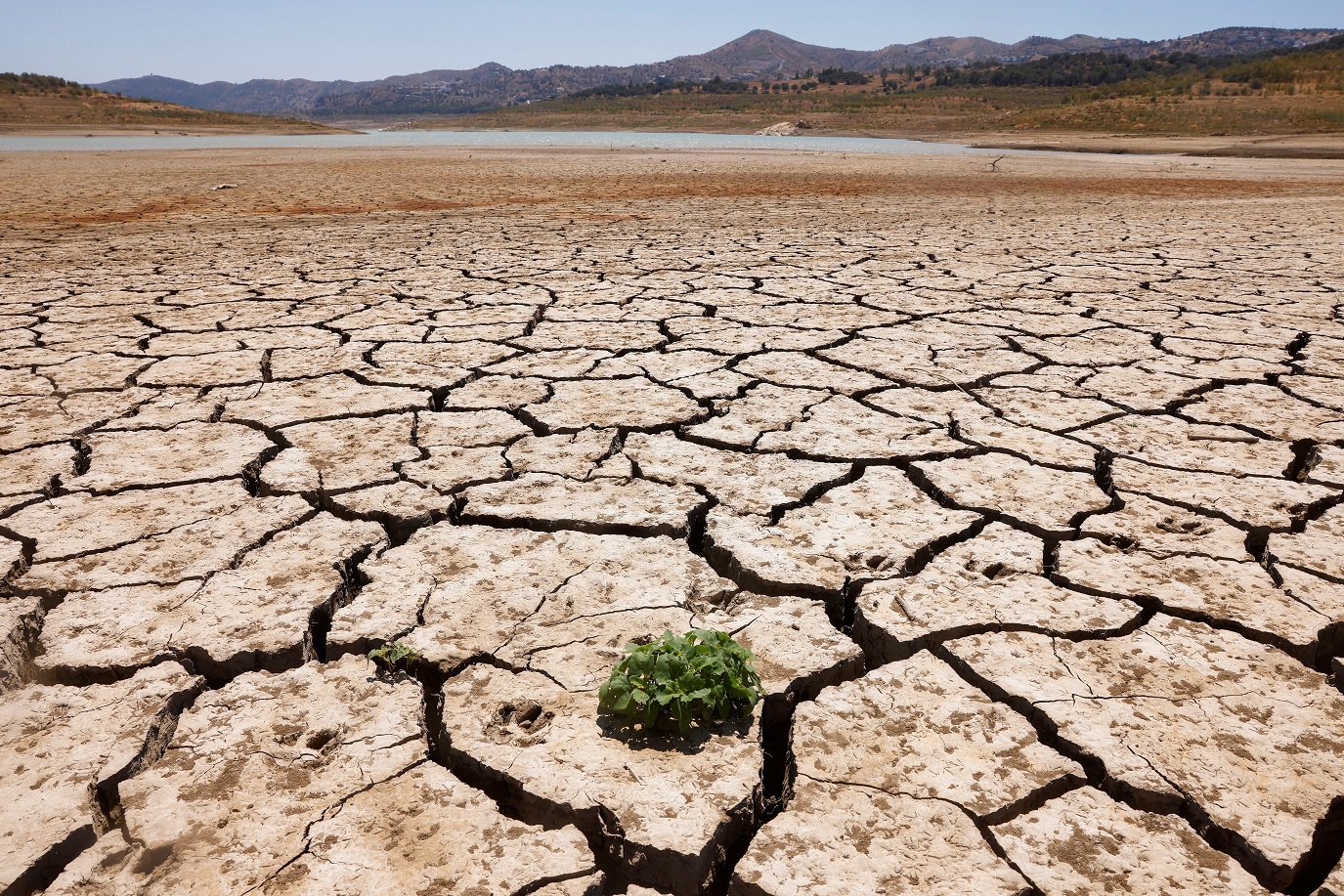 Planta brota no solo rachado do reservatório de La Vinuela durante uma grave seca em La Vinuela, perto de Málaga, no sul da Espanha (REUTERS/Jon Nazca)