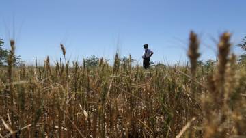 Lavoura de trigo afetada pela seca (REUTERS/Agustin Marcarian)