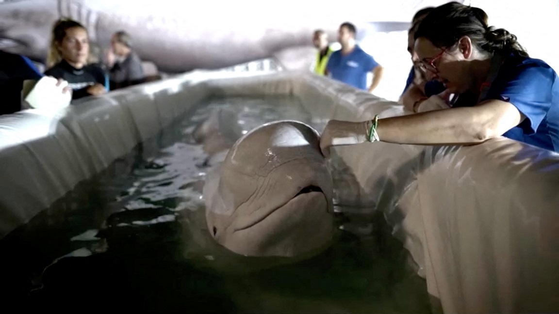 Baleia beluga do aquário NEMO em Kharkiv, Ucrânia, é transportada em uma caixa a caminho de um aquário em Valência
19/06/2024
Oceonografico De Valencia/Reuters TV via REUTERS