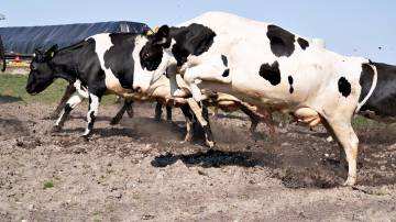 Vacas pastando nos campos em Ny Lundgaard, em Tjele, Jutland, Dinamarca, em 18 de abril de 2021 (Henning Bagger/Ritzau Scanpix/via REUTERS)