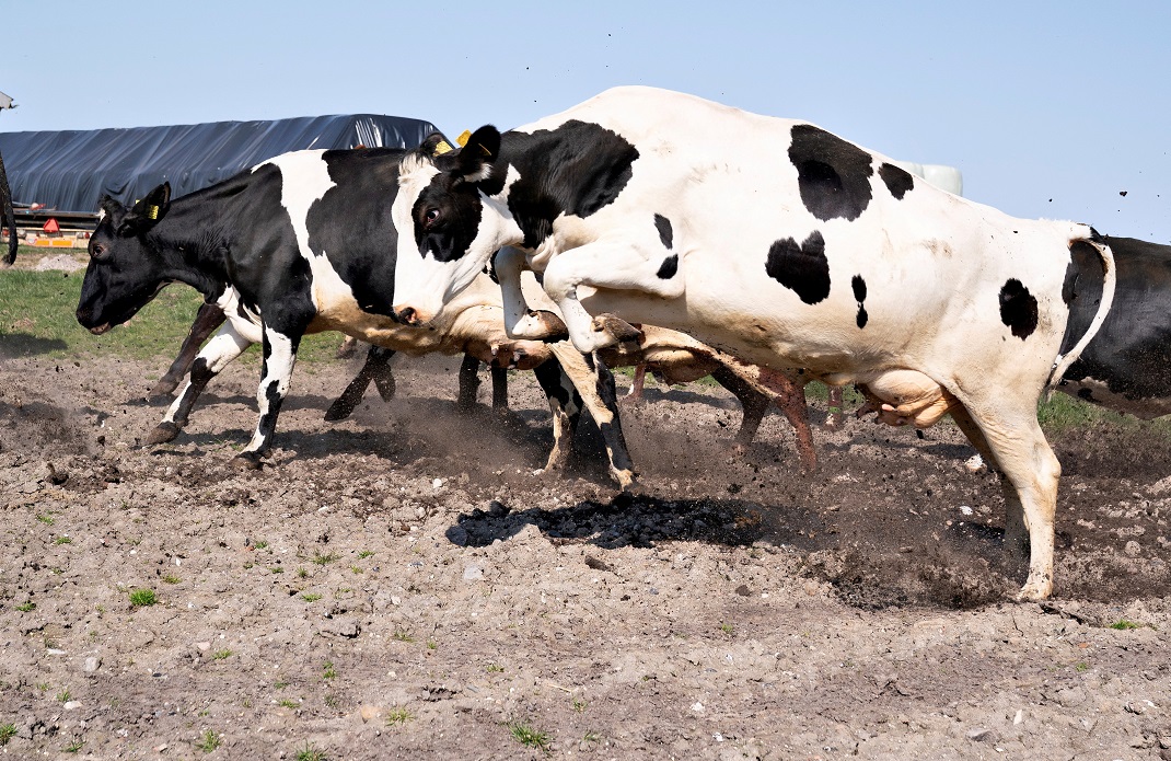 Vacas pastando nos campos em Ny Lundgaard, em Tjele, Jutland, Dinamarca, em 18 de abril de 2021 (Henning Bagger/Ritzau Scanpix/via REUTERS)