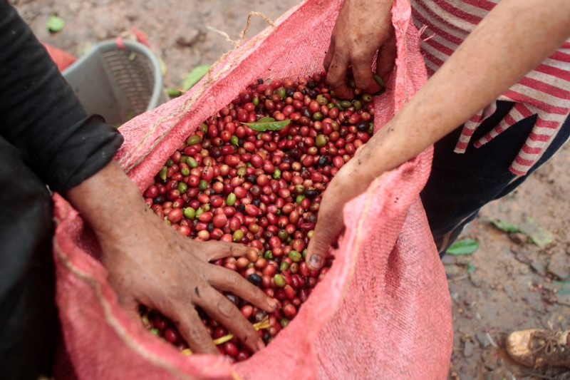 Preço recorde de café estimula novas áreas no Brasil, renovações e investimentos