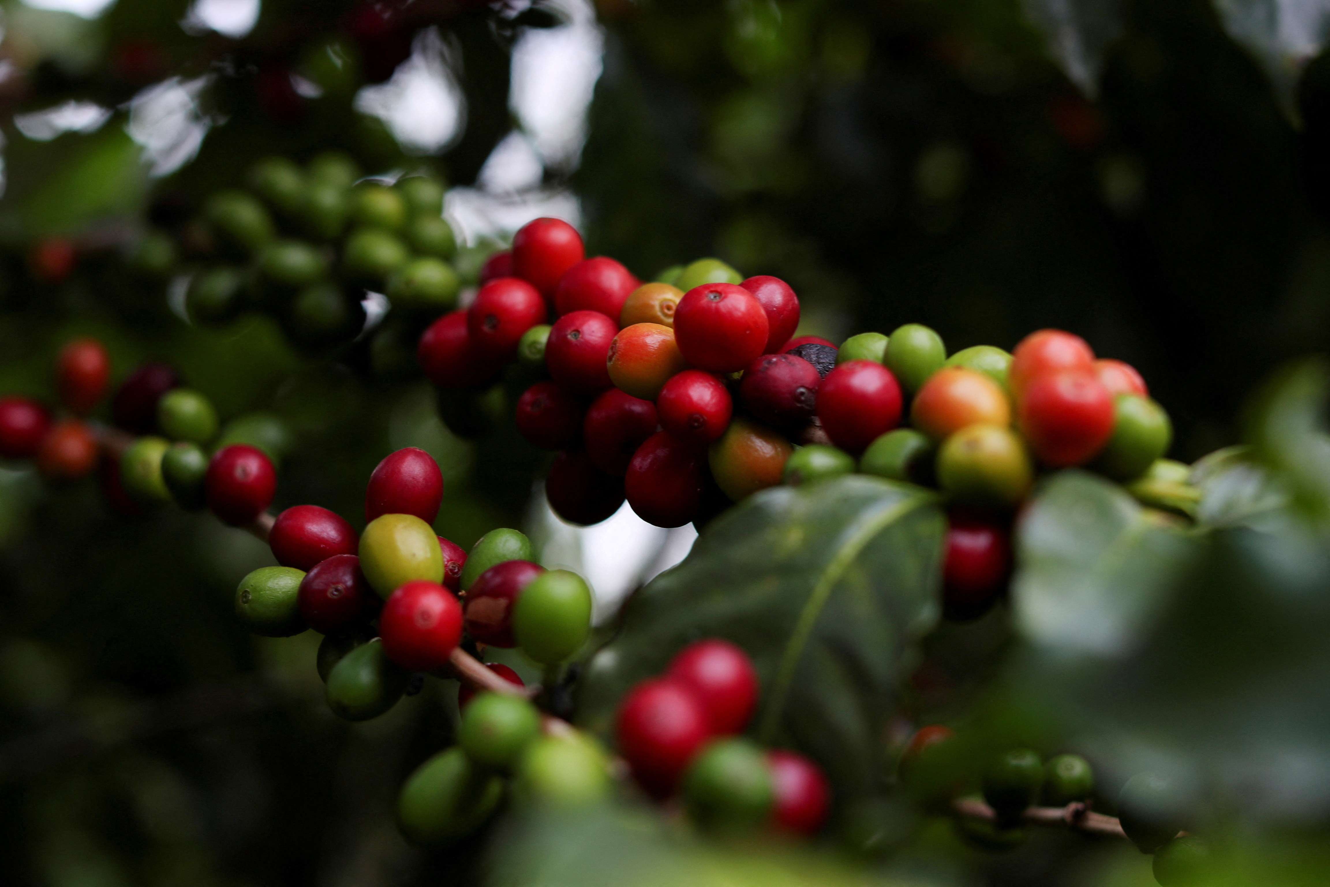 Café: Previsão de Chuvas no Brasil Faz Preço Caírem 2024