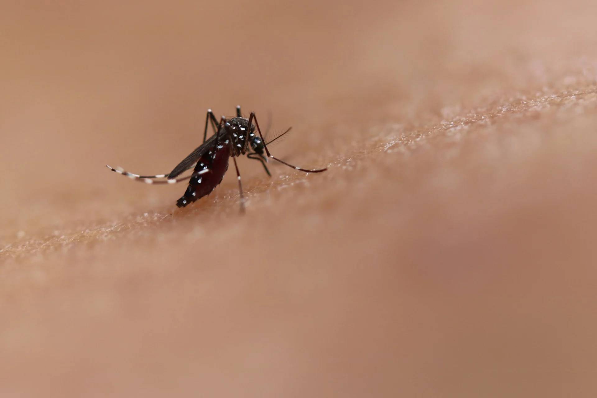 Detalhe do mosquito aedes aegypti, que transmite a dengue (Foto: Reprodução/OMS)