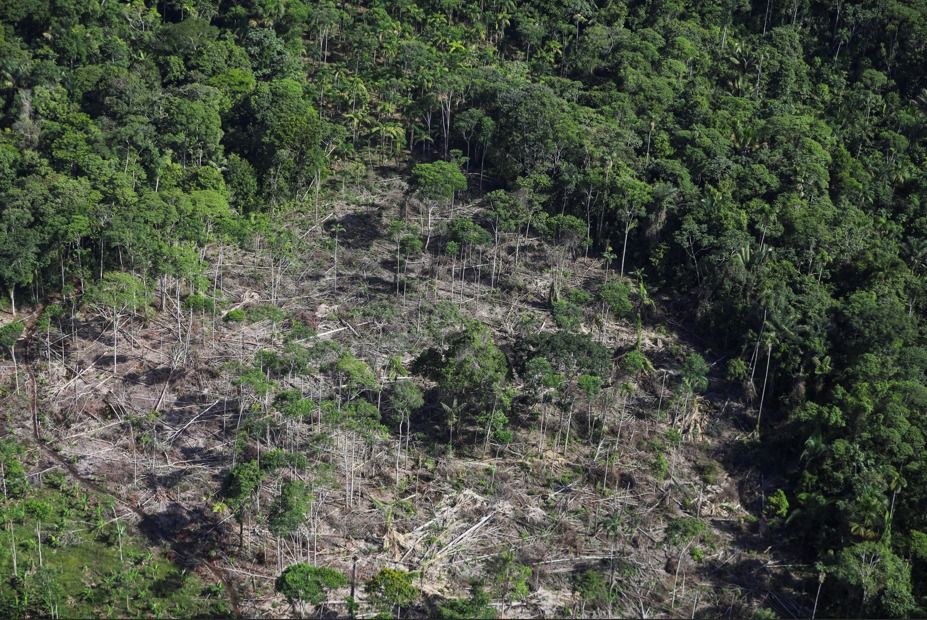 Côlombia registra maior alta de cultivo de folha de coca em 20 anos, diz ONU