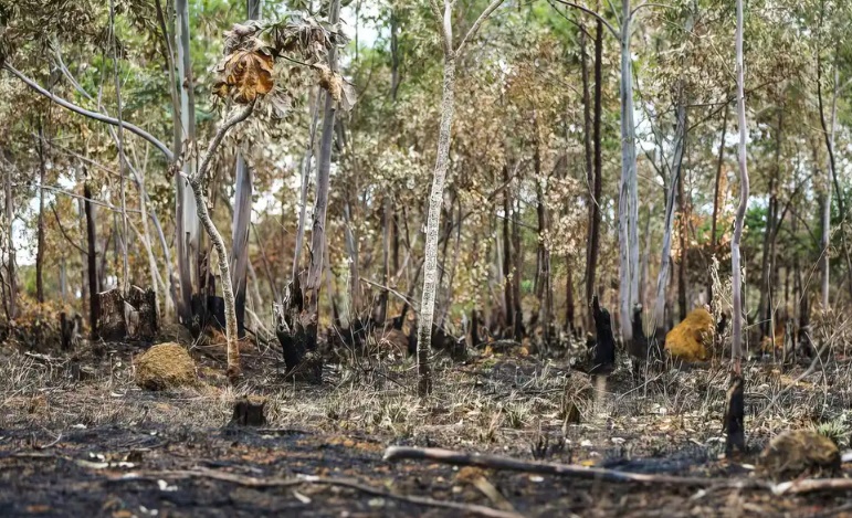 Área de proteção ambiental é alvo de queimada (Foto: Marcelo Camargo/Agência Brasil)