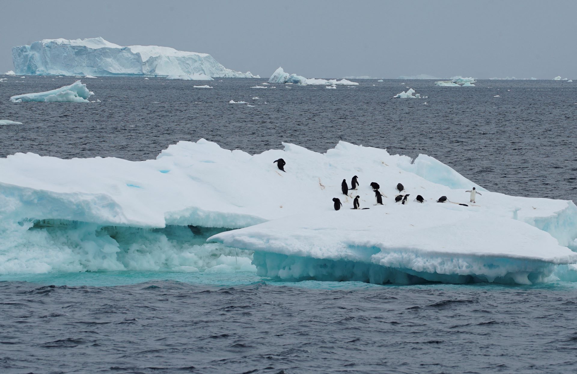 Colônia de pinguins da Antártida, no lado norte da Península Antártica - 15/01/2022 (Foto: Natalie Thomas/Reuters)