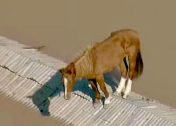 O que aconteceu com o cavalo Caramelo, símbolo das enchentes no Rio Grande do Sul?