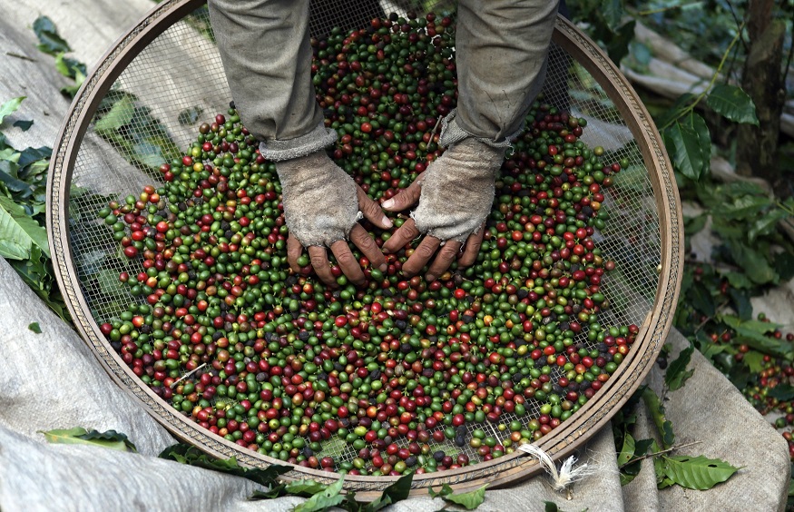 Colheita de café