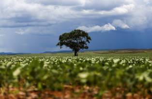 Alto Paraíso (GO) - Plantação de soja em área do município de Alto Paraíso mostra o avanço da fronteira agrícola na região da Chapada dos Veadeiros (Foto: Marcelo Camargo/Agência Brasil)