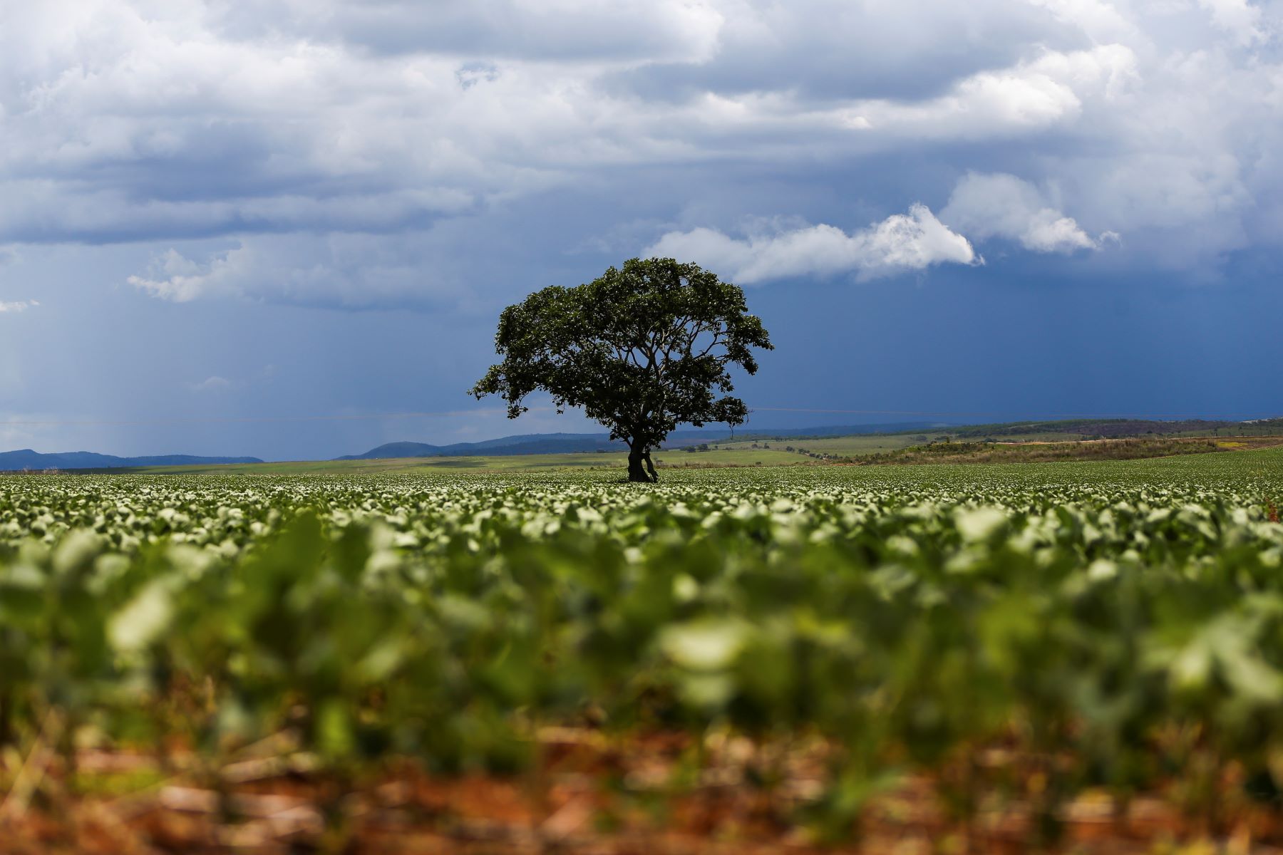 Alto Paraíso (GO) - Plantação de soja em área do município de Alto Paraíso mostra o avanço da fronteira agrícola na região da Chapada dos Veadeiros (Foto: Marcelo Camargo/Agência Brasil)