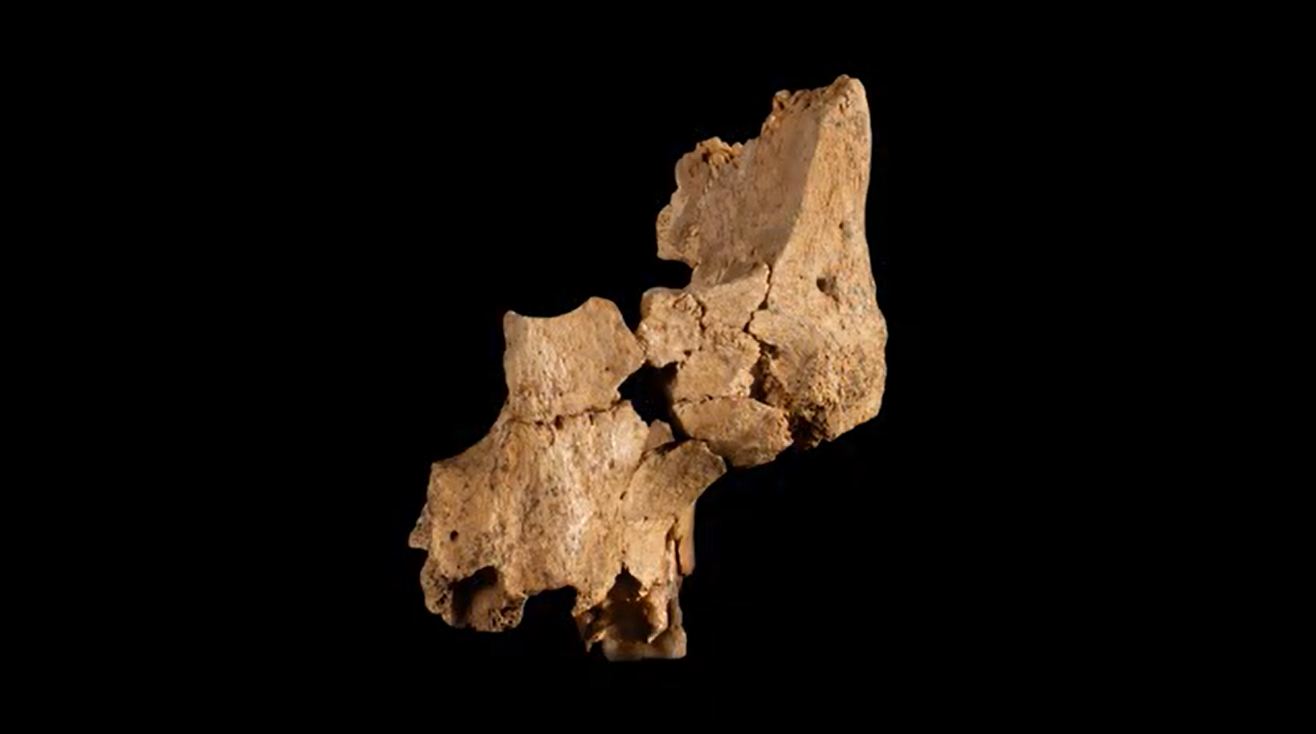 O Fóssil humano mais antigo já encontrado na Europa Ocidental, (IPHES-CERCA - Instituto Catalão de Paleoecologia Humana e Evolução Social)