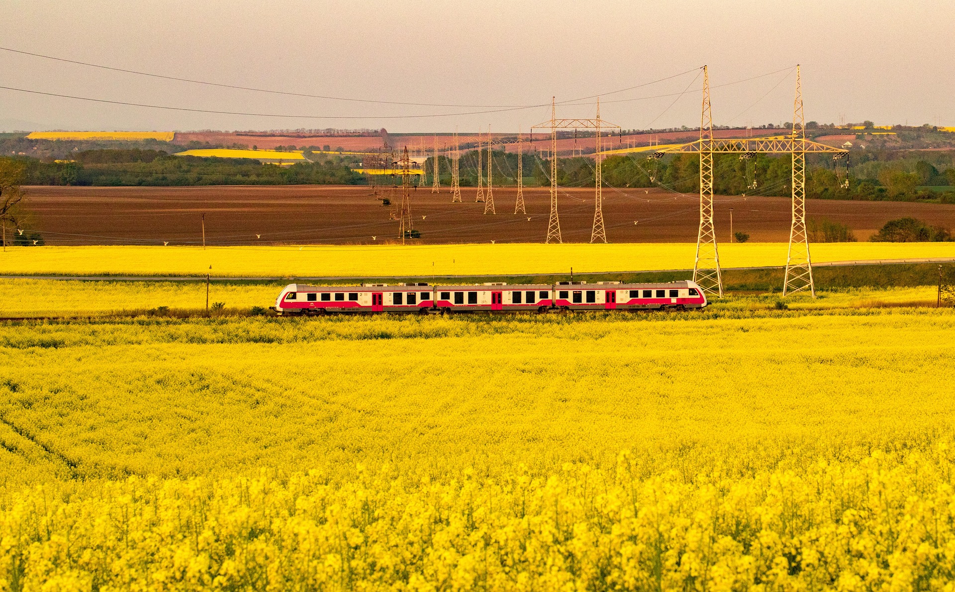 Canola